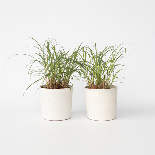 Miscanthus sinensis Red Chief - Ziergras - 2er-Set