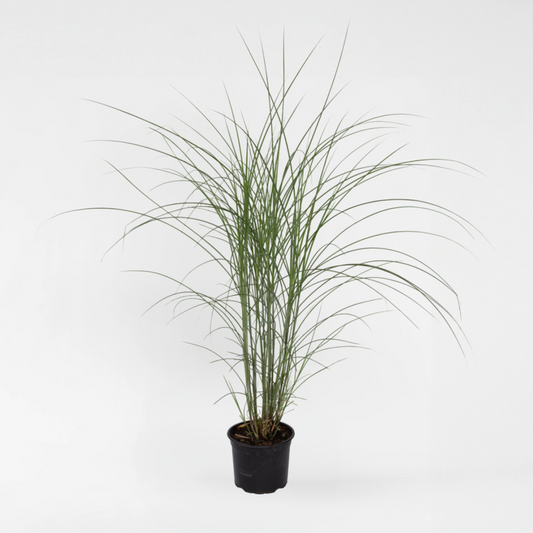 Miscanthus sinensis 'Kleine Silberspinne'