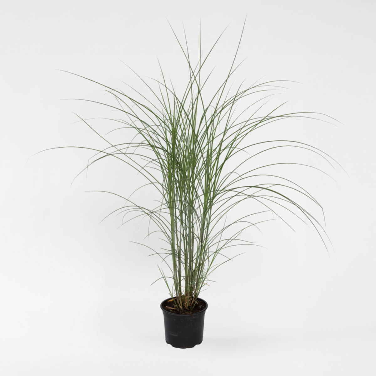 Miscanthus sinensis 'Kleine Silberspinne'