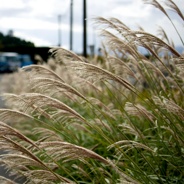 Miscanthus sinensis 'Kleine Silberspinne' - Set van 2