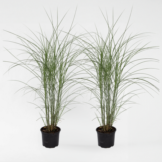 Miscanthus sinensis 'Kleine Silberspinne' - Set van 2
