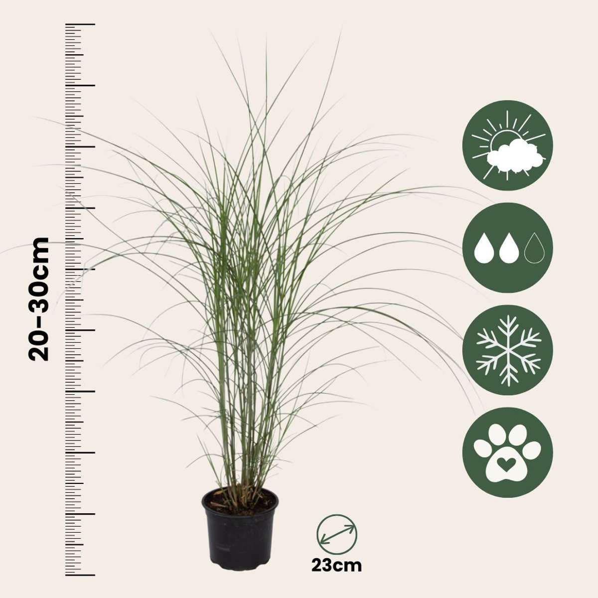 Miscanthus sinensis 'Kleine Silberspinne' - Set van 2