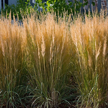 Calamagrostis 'Karl Foerster' - Ziergras