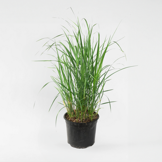 Calamagrostis 'Karl Foerster' - Ziergras