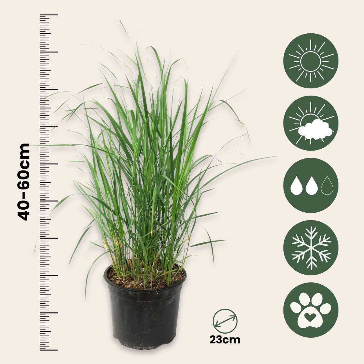 Calamagrostis 'Karl Foerster' - 2er-Set - Ziergras