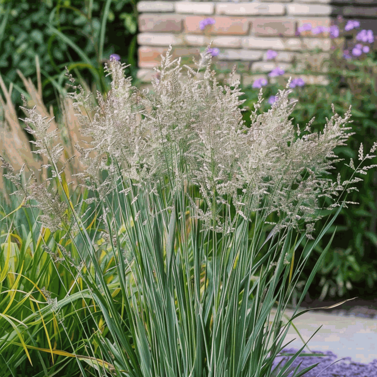 Panicum virgatum 'Heavy Metal' - 2er-Set - Fingergras