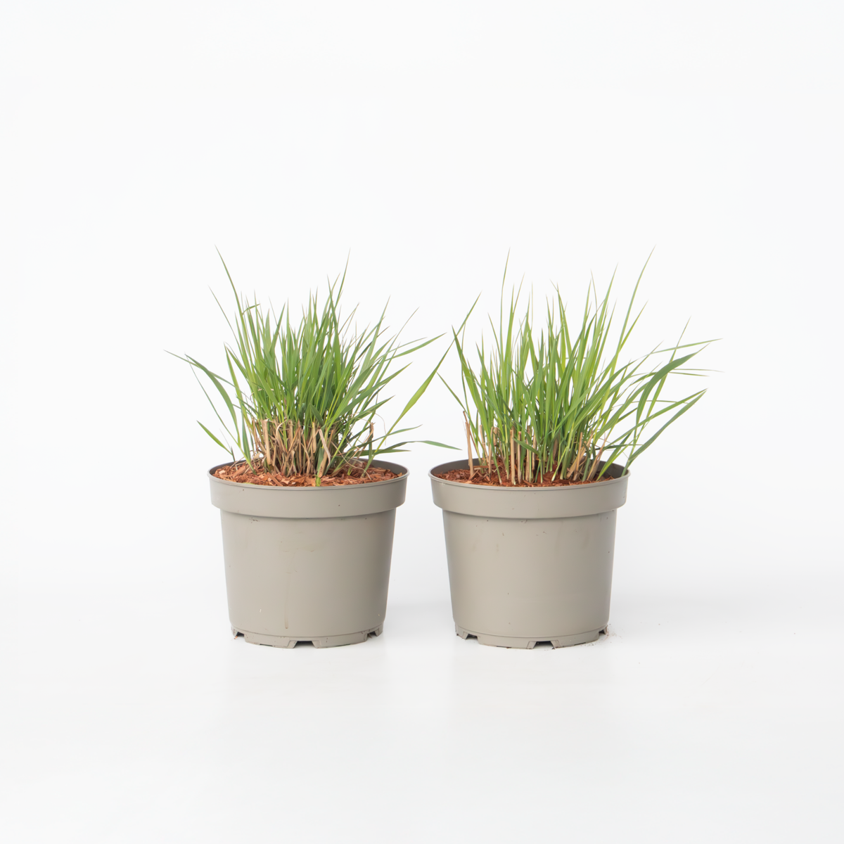 Panicum virgatum 'Heavy Metal' - 2er-Set - Fingergras