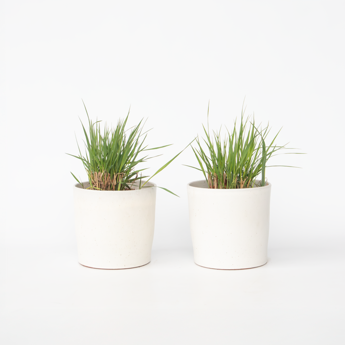 Panicum virgatum 'Heavy Metal' - 2er-Set - Fingergras