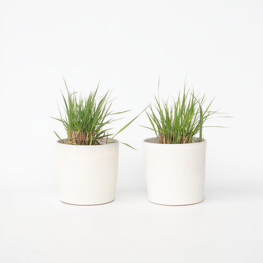 Panicum virgatum 'Heavy Metal' - 2er-Set - Fingergras