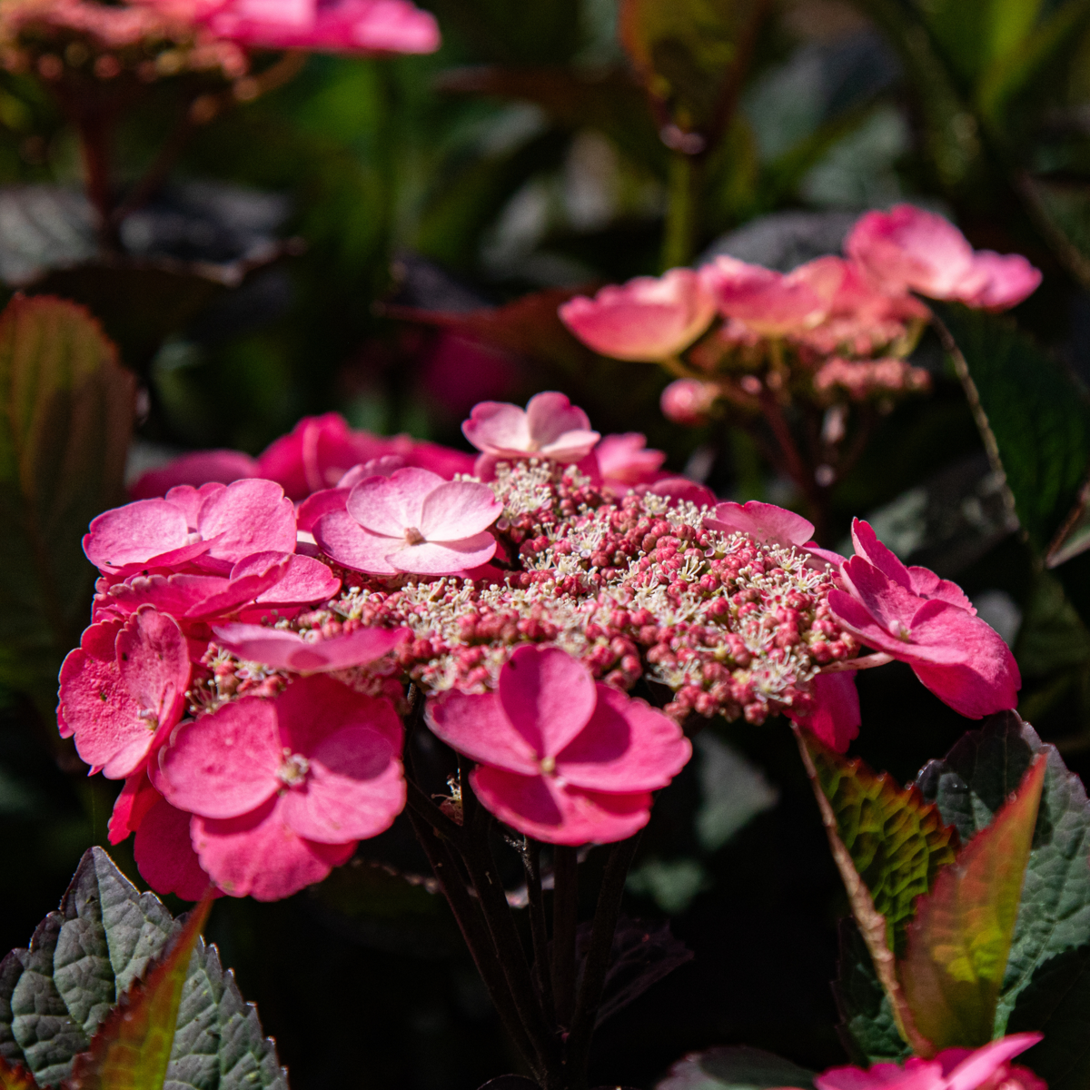 Hydrangea 'Dare Devil' - Hortensia