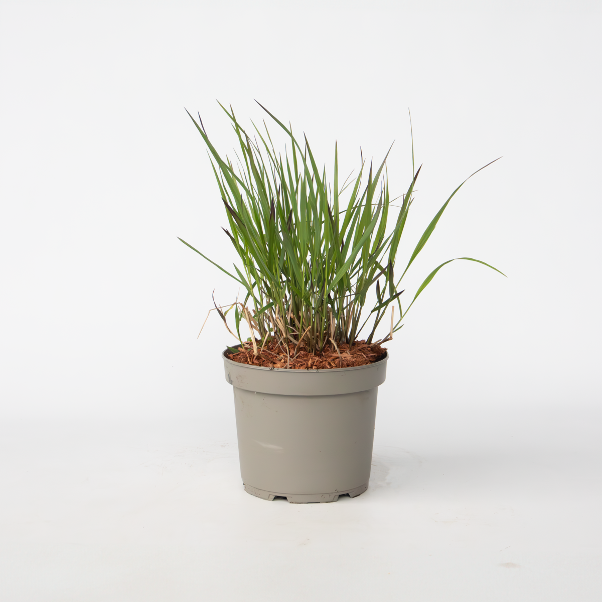 Panicum virgatum 'Squaw' - Fingergras