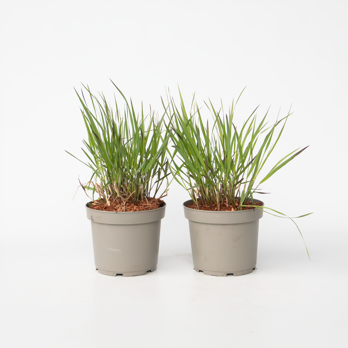 Panicum virgatum 'Squaw' - 2 Stück - Ziergras