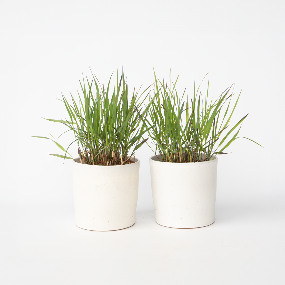 Panicum virgatum 'Squaw' - 2 Stück - Ziergras