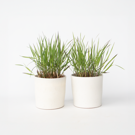 Panicum virgatum 'Squaw' - 2 Stück - Ziergras