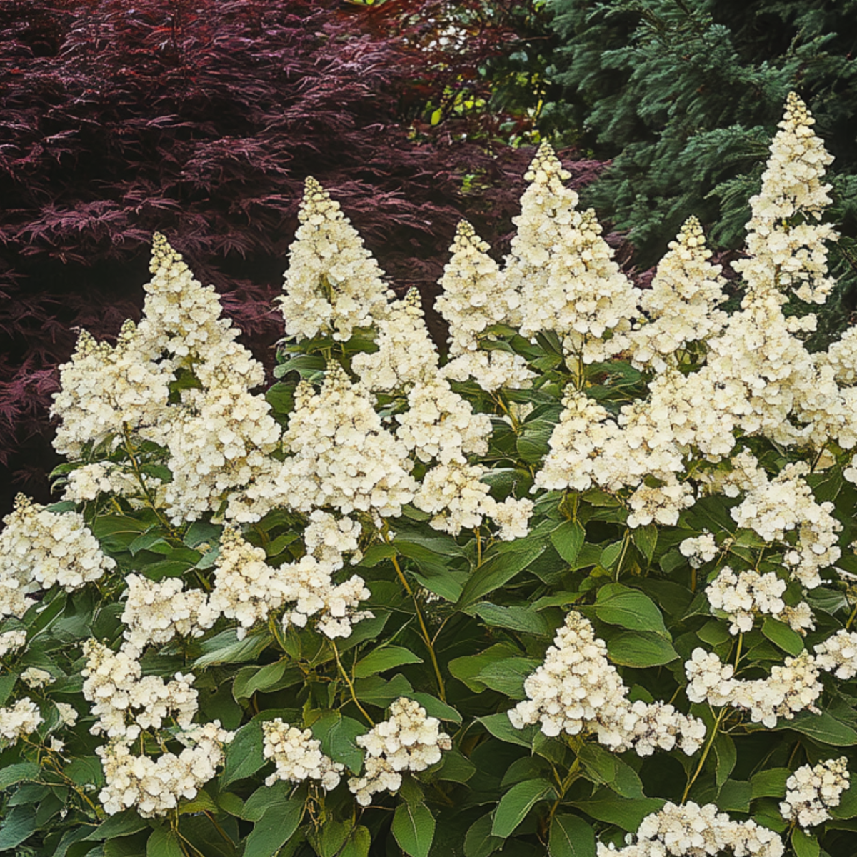 Hydrangea 'Candlelight' - Hortensia