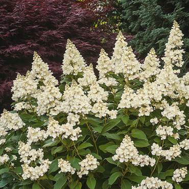 Hydrangea 'Candlelight' - Hortensia