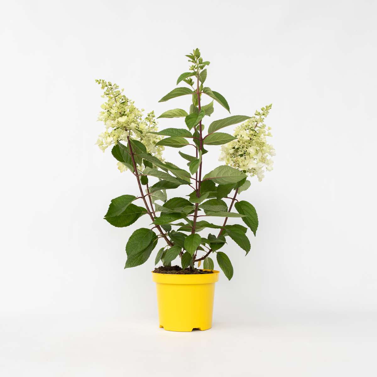 Hydrangea 'Candlelight' - Hortensia