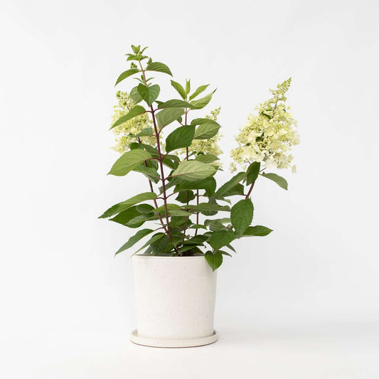 Hydrangea 'Candlelight' - Hortensia
