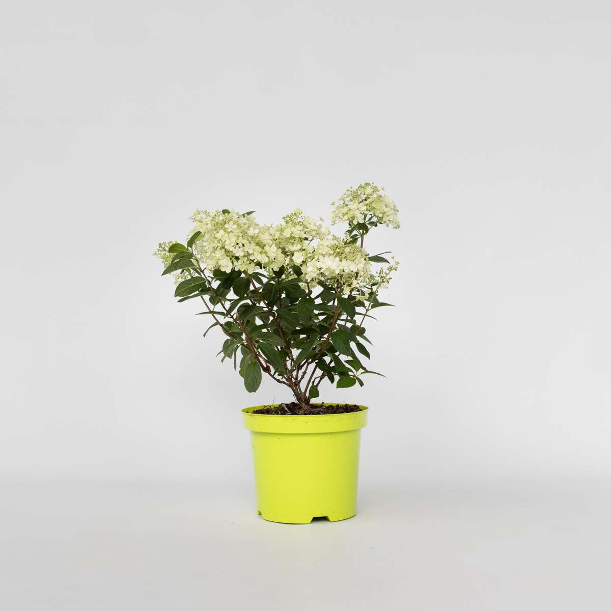 Hydrangea 'Bobo' - Rispenhortensie