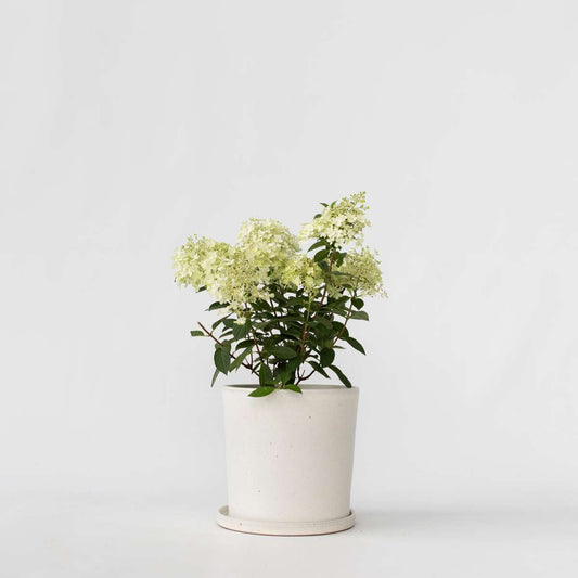 Hydrangea 'Bobo' - Rispenhortensie