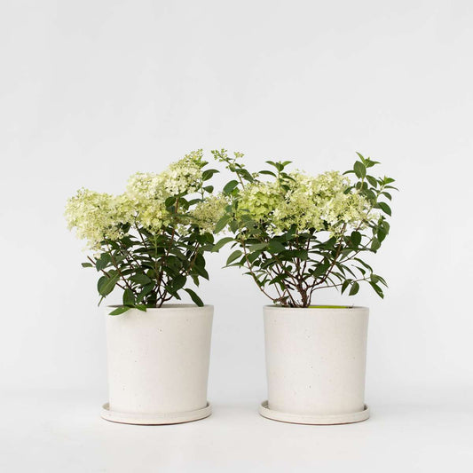Hortensie 'Bobo' - 2er-Set - Federhortensie