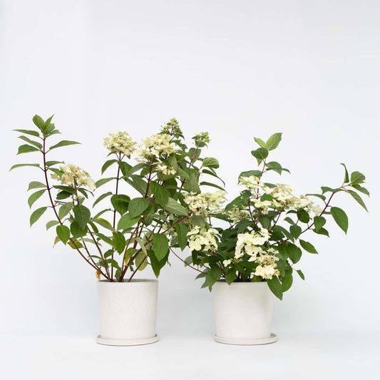 Hortensie Wim's Red - 2er-Set - Hortensie