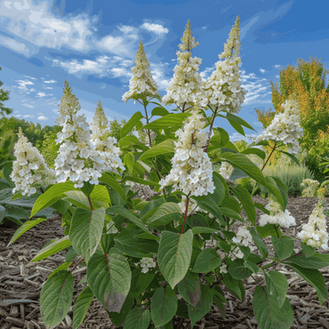 Hydrangea 'Confetti' - Set van 2 - Hortensia