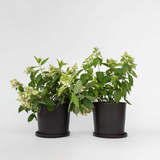 Hydrangea 'Confetti' - Set van 2 - Hortensia