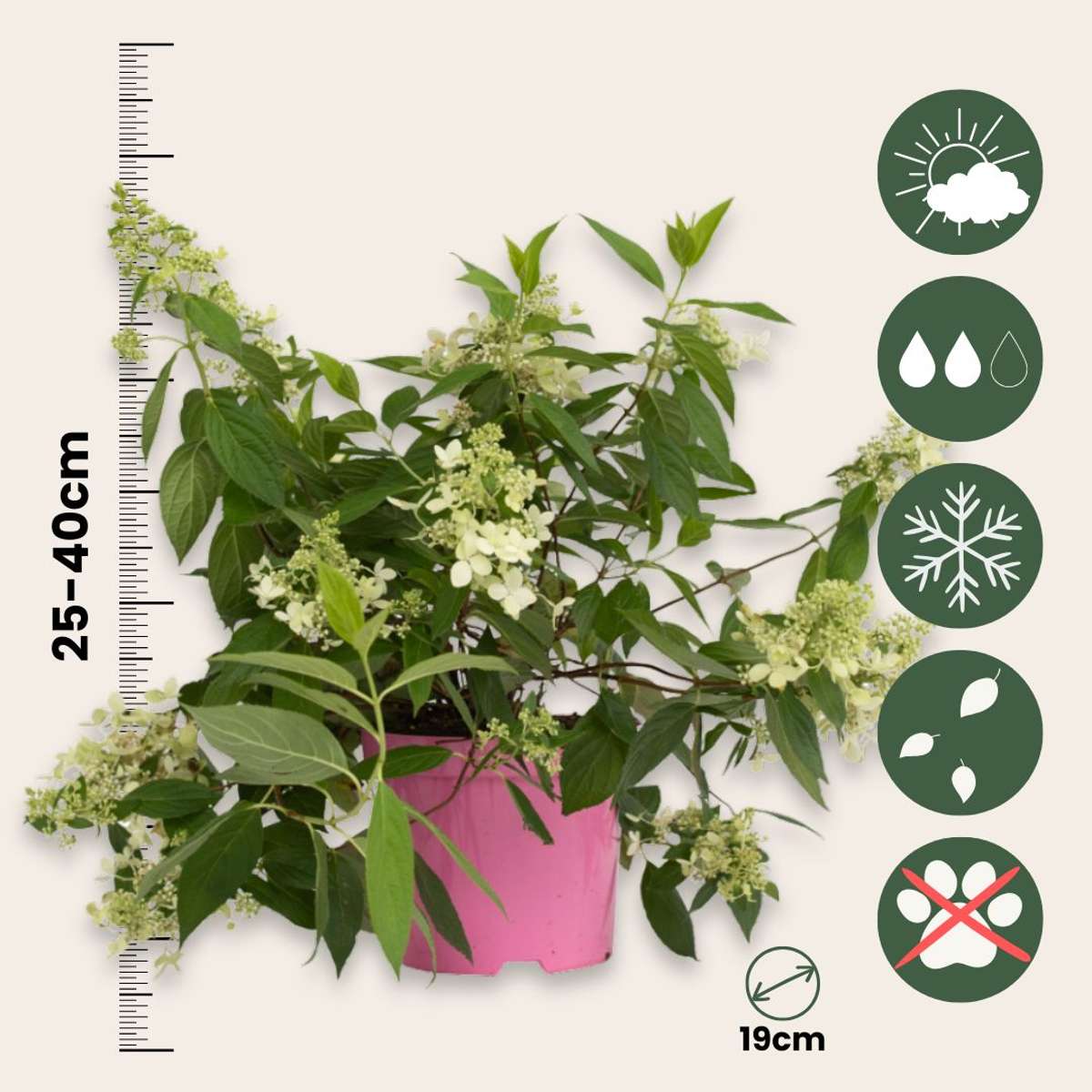Hydrangea 'Confetti' - Set van 2 - Hortensia