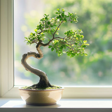 Bonsai 'Zelkova' - S-förmig - S