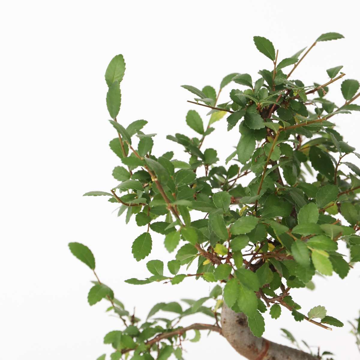 Bonsai 'Zelkova' - S-förmig - S