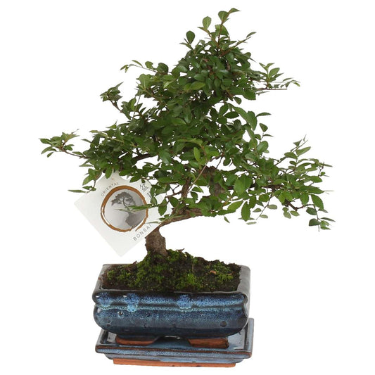 Bonsai 'Zelkova' - S-förmig - S