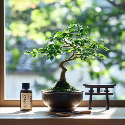 Bonsai 'Carmona' - S-förmig - M