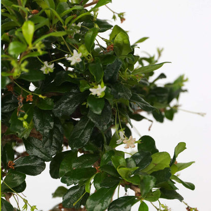 Bonsai 'Carmona' - S-förmig - M