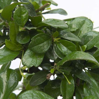 Bonsai 'Carmona' - S-förmig - M