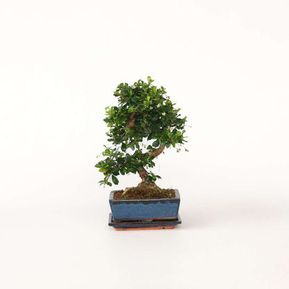 Bonsai 'Carmona' - S-förmig - M