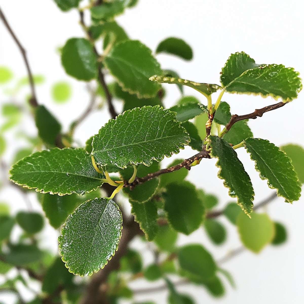 Bonsai 'Zelkova' - S-förmig - M