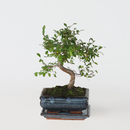 Bonsai 'Zelkova' - S-förmig - M