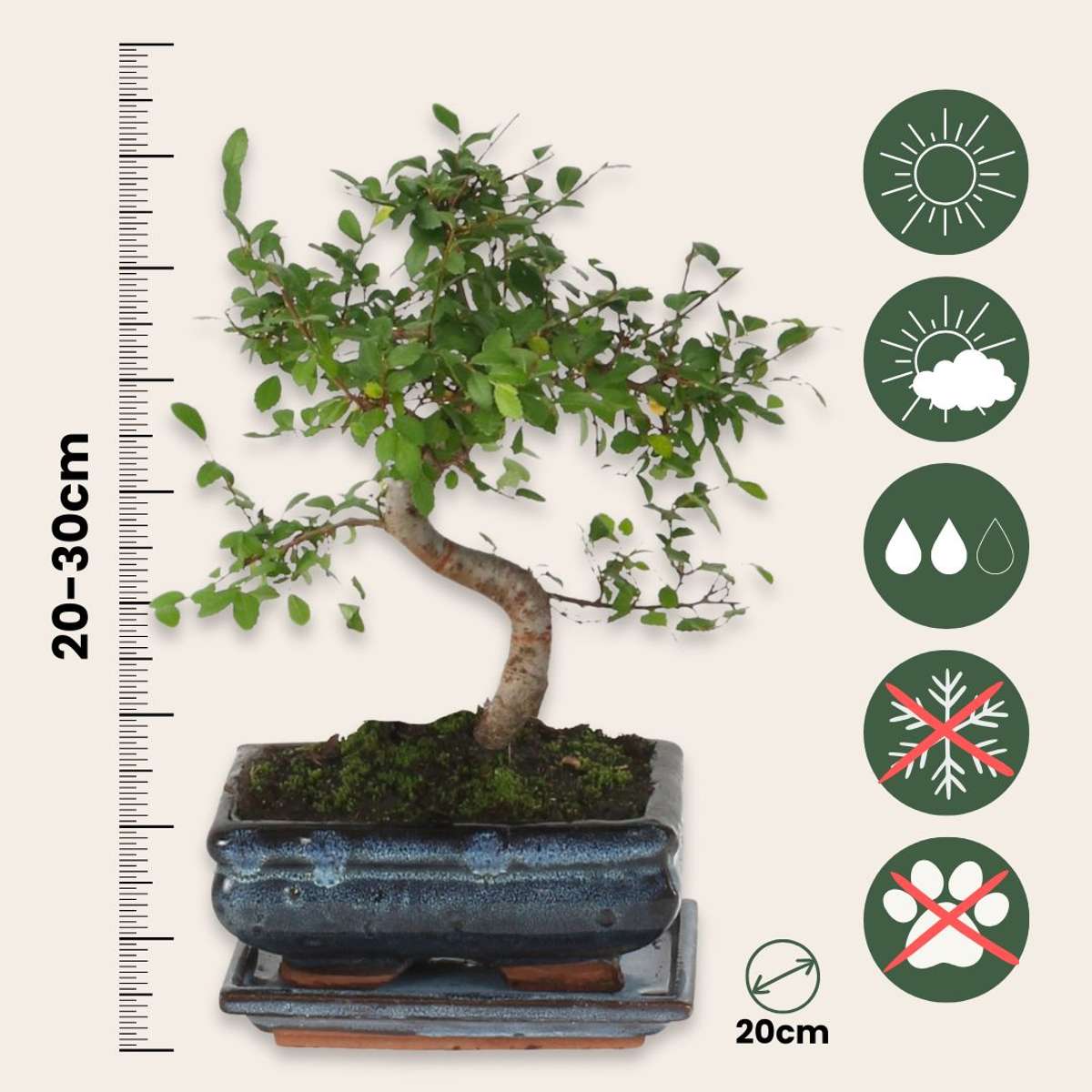 Bonsai 'Zelkova' - S-förmig - M