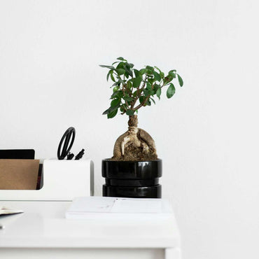 Ficus Ginseng - Japanischer Bonsai