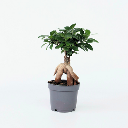 Ficus Ginseng - Japanischer Bonsai