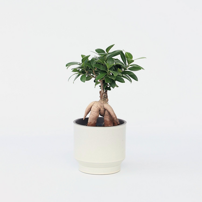 Ficus Ginseng - Japanischer Bonsai