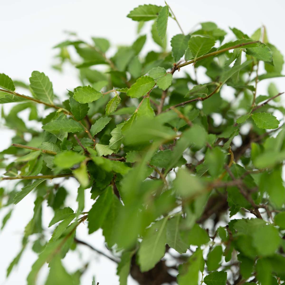 Bonsai-Baum mit Wassersystem - 2 Stück - Buddha