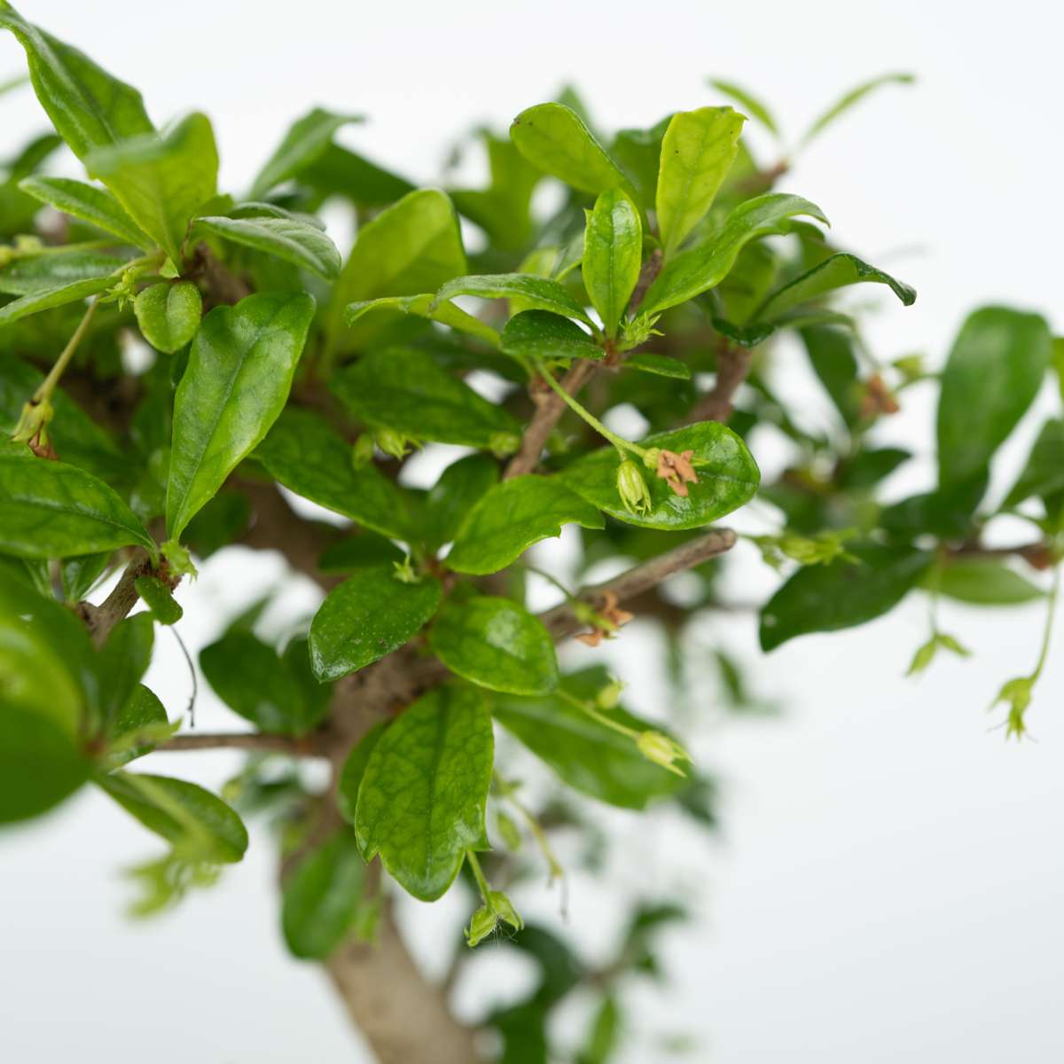 Bonsai-Baum mit Wassersystem - 2 Stück - Zen-Steine