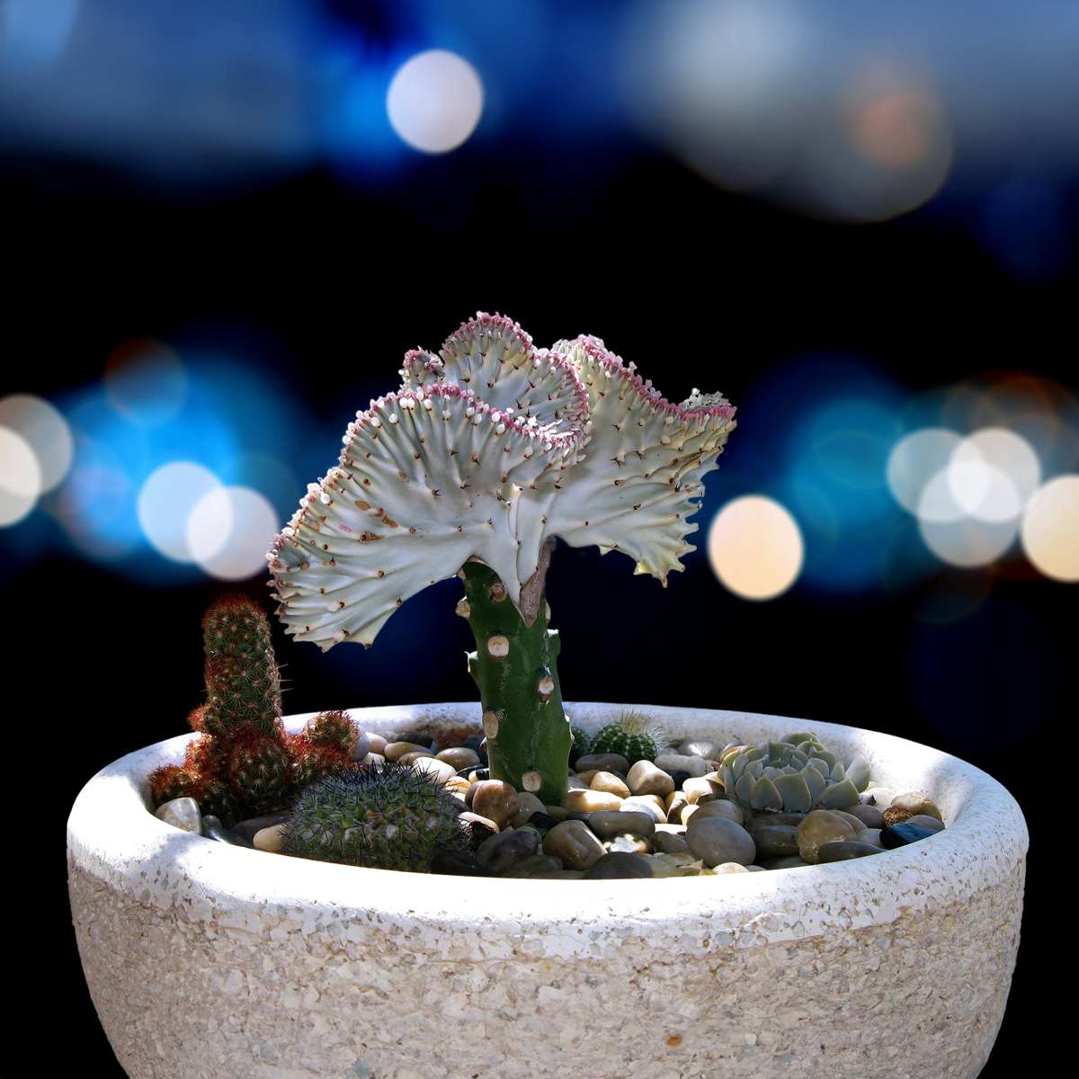 Euphorbia Lactea Cristata / Frankii - Mischung aus 2