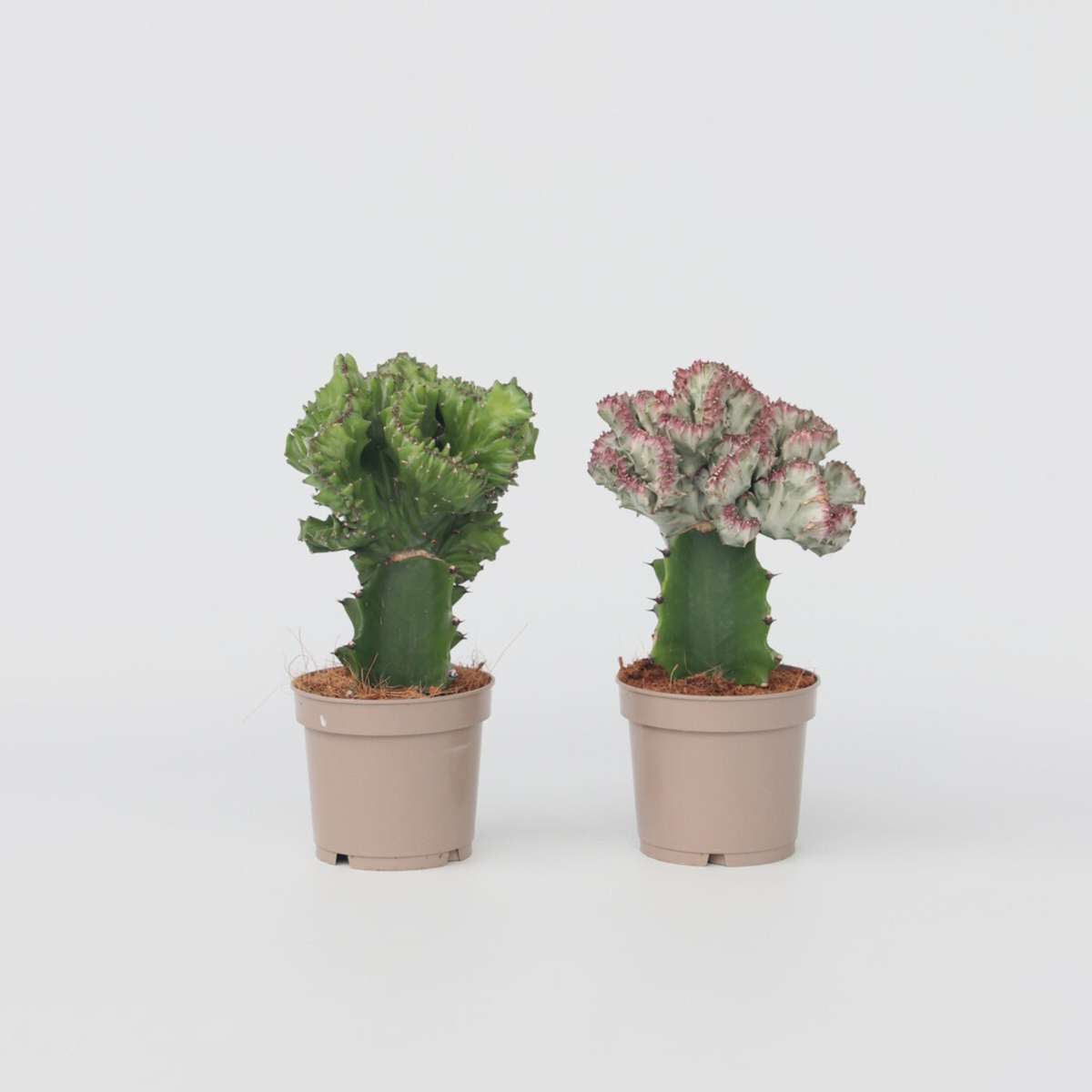 Euphorbia Lactea Cristata / Frankii - Mischung aus 2