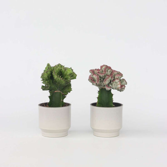 Euphorbia Lactea Cristata / Frankii - Mischung aus 2