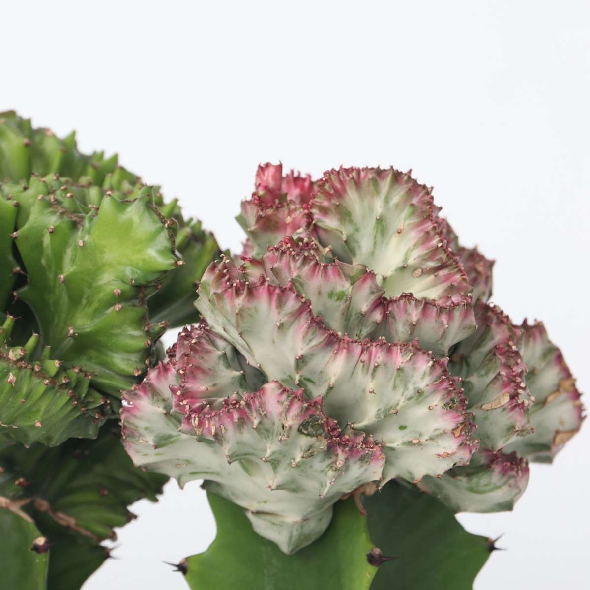 Euphorbia Lactea Cristata / Frankii - Mischung aus 2