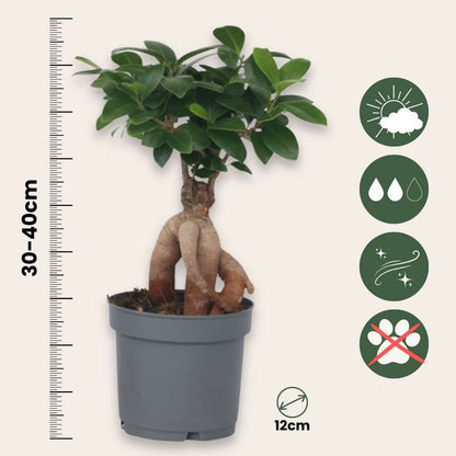 Ficus Ginseng - Japanischer Bonsai - 2er-Set