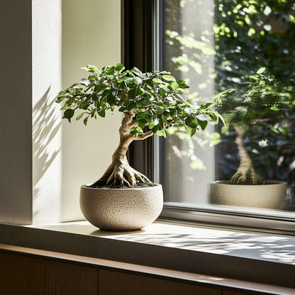 Ficus Ginseng - Japanischer Bonsai - 4er-Set